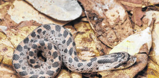 
			
				                                Southern hognose snake (Photo courtesy of Florida Museum of Natural History).
 
			
		