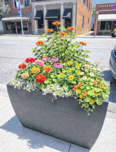 Bennettsville’s Pollinator Project continues to ‘bee’ beneficial!