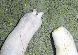 Now you know: All about the penis fish