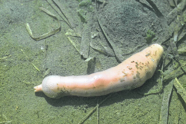 Fat innkeeper worm, a.k.a., the penis fish.
                                 Courtesy photo