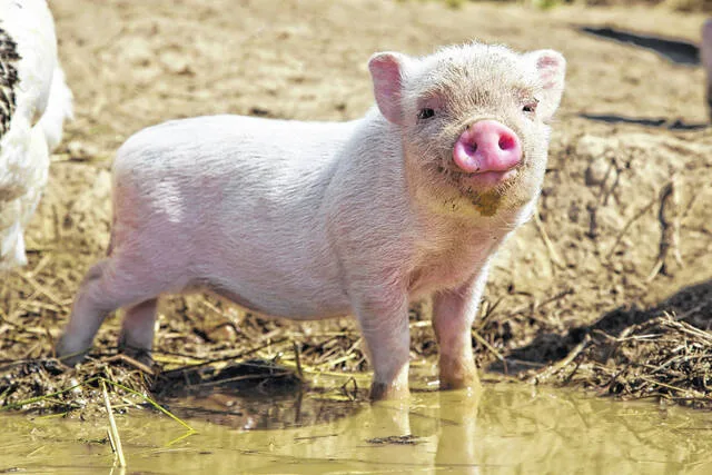 Now You Know: All about the great Pig War of 1859