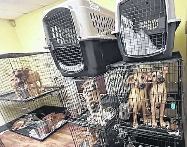 Humane Society contract negotiations stall