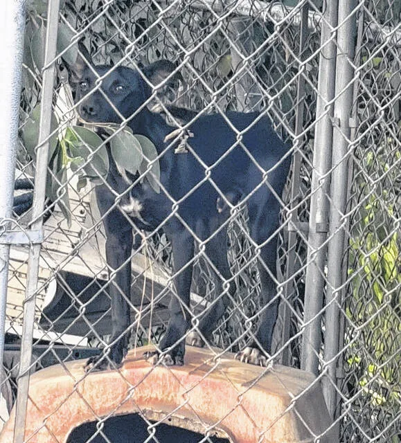 Caught in the Cross Hairs: Residents Say Animal Control is “Revolving Door” in Marlboro